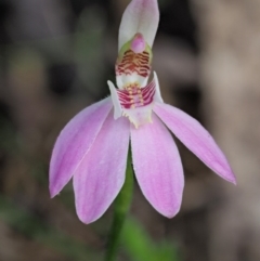 Caladenia carnea (Pink Fingers) at Cotter River, ACT - 22 Oct 2017 by KenT