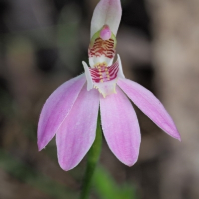 Caladenia carnea (Pink Fingers) at Cotter River, ACT - 23 Oct 2017 by KenT