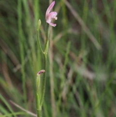 Caladenia carnea at Cotter River, ACT - 23 Oct 2017