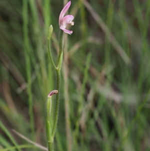 Caladenia carnea at Cotter River, ACT - 23 Oct 2017