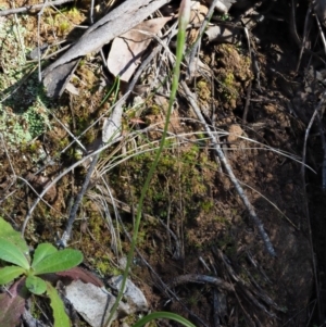 Caladenia carnea at Cotter River, ACT - 23 Oct 2017