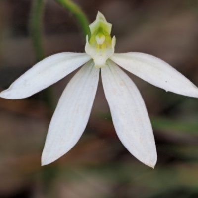 Caladenia carnea (Pink Fingers) at Cotter River, ACT - 23 Oct 2017 by KenT