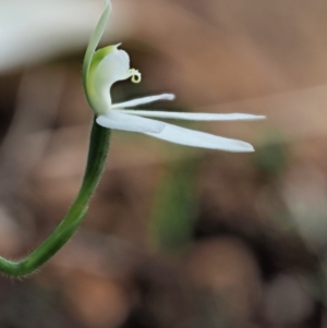 Caladenia carnea at Cotter River, ACT - 23 Oct 2017