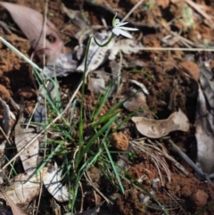 Caladenia carnea at Cotter River, ACT - 23 Oct 2017