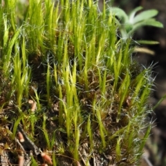 Campylopus (A moss) at Namadgi National Park - 1 Oct 2017 by KenT