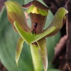 Chiloglottis sp. (A Bird/Wasp Orchid) at Cotter River, ACT - 20 Oct 2017 by KenT