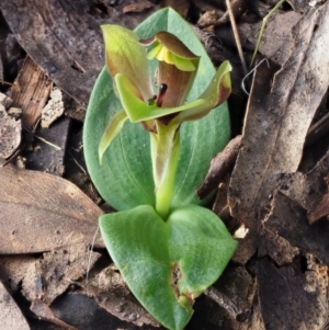 Chiloglottis sp. at Cotter River, ACT - 21 Oct 2017