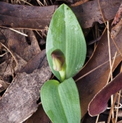 Chiloglottis sp. at Cotter River, ACT - 21 Oct 2017