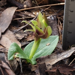 Chiloglottis sp. at Cotter River, ACT - 21 Oct 2017