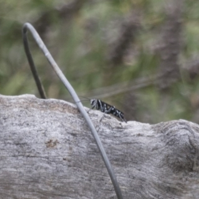 Turneromyia sp. (genus) (Zebra spider wasp) at Illilanga & Baroona - 4 Feb 2017 by Illilanga