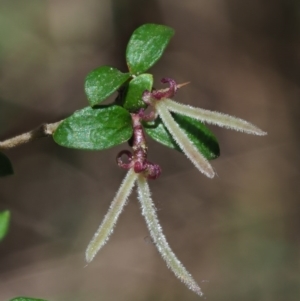 Coprosma quadrifida at Cotter River, ACT - 23 Oct 2017