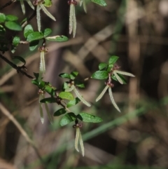 Coprosma quadrifida at Cotter River, ACT - 23 Oct 2017 08:59 AM