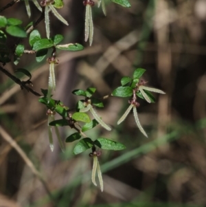 Coprosma quadrifida at Cotter River, ACT - 23 Oct 2017