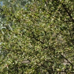 Coprosma quadrifida at Cotter River, ACT - 23 Oct 2017