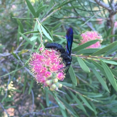 Austroscolia soror (Blue Flower Wasp) at Illilanga & Baroona - 9 Feb 2017 by Illilanga