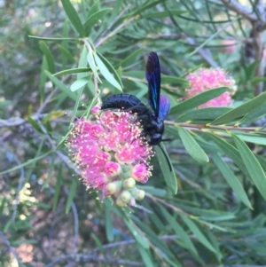 Austroscolia soror at Michelago, NSW - 9 Feb 2017