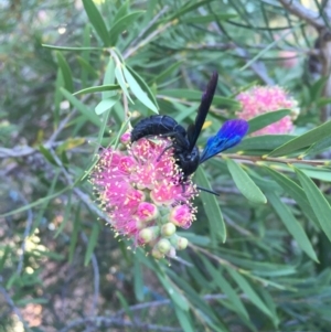 Austroscolia soror at Michelago, NSW - 9 Feb 2017