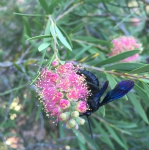 Austroscolia soror at Michelago, NSW - 9 Feb 2017 07:02 PM