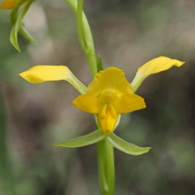Diuris semilunulata (Late Leopard Orchid) at Cotter River, ACT - 20 Oct 2017 by KenT