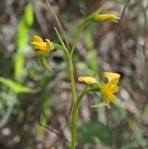 Diuris semilunulata at Cotter River, ACT - 21 Oct 2017