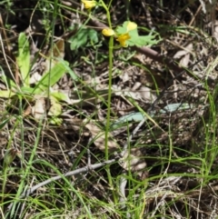 Diuris semilunulata at Cotter River, ACT - 21 Oct 2017