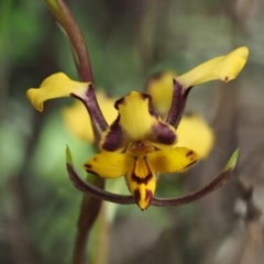 Diuris pardina (Leopard Doubletail) at Cotter River, ACT - 20 Oct 2017 by KenT