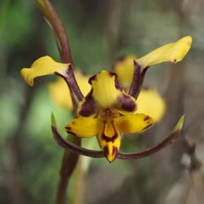 Diuris pardina (Leopard Doubletail) at Cotter River, ACT - 21 Oct 2017 by KenT