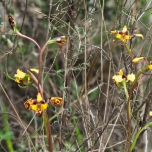 Diuris pardina at Cotter River, ACT - 21 Oct 2017