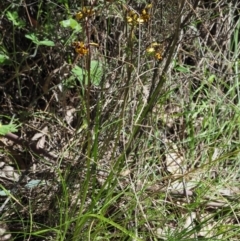 Diuris pardina at Cotter River, ACT - 21 Oct 2017