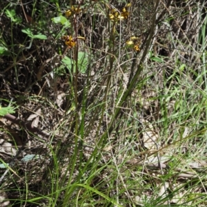 Diuris pardina at Cotter River, ACT - 21 Oct 2017