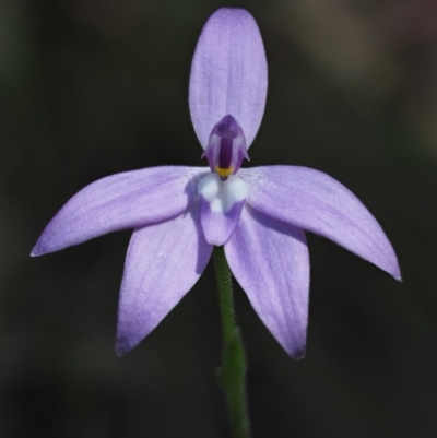Glossodia major (Wax Lip Orchid) at Cotter River, ACT - 21 Oct 2017 by KenT