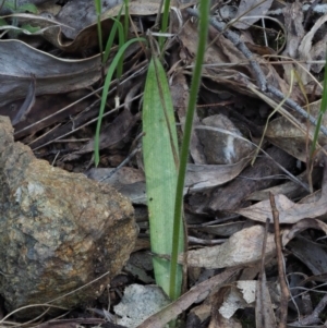 Glossodia major at Cotter River, ACT - suppressed