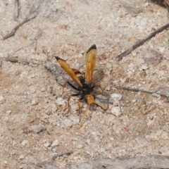 Cryptocheilus bicolor (Orange Spider Wasp) at Michelago, NSW - 21 Nov 2010 by Illilanga