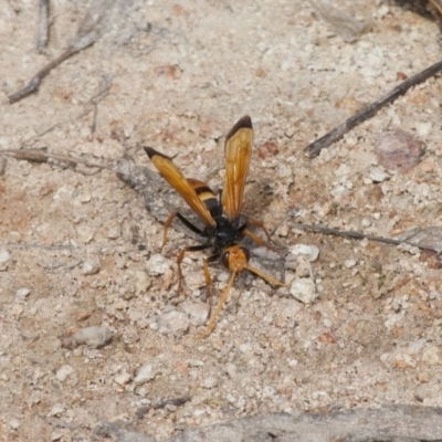 Cryptocheilus bicolor (Orange Spider Wasp) at Illilanga & Baroona - 21 Nov 2010 by Illilanga