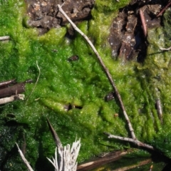 Vaucheria sp. (Velvet Moss) at Cotter River, ACT - 4 Oct 2017 by KenT