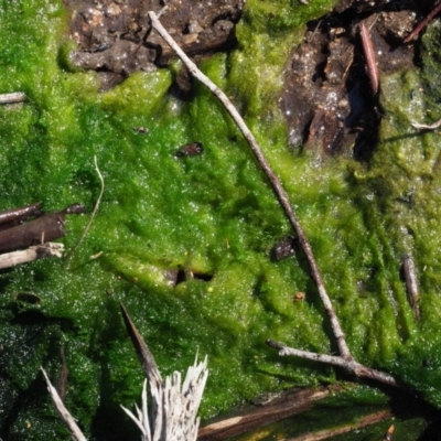 Vaucheria sp. (Velvet Moss) at Cotter River, ACT - 3 Oct 2017 by KenT