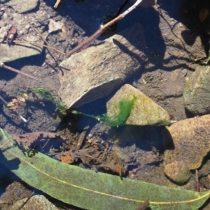 Microspora sp. at Cotter River, ACT - 4 Oct 2017