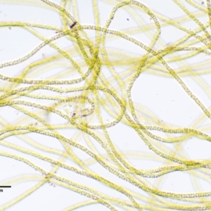 Microspora sp. at Cotter River, ACT - 4 Oct 2017