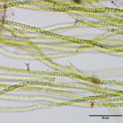 Microspora sp. at Cotter River, ACT - 4 Oct 2017