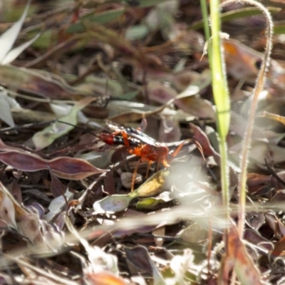 Lissopimpla excelsa (Orchid dupe wasp, Dusky-winged Ichneumonid) at Illilanga & Baroona - 21 Dec 2014 by Illilanga