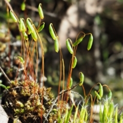 Rosulabryum sp. (A moss) at Namadgi National Park - 1 Oct 2017 by KenT