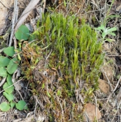Rosulabryum sp. at Cotter River, ACT - 2 Oct 2017