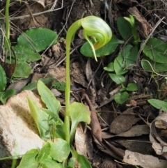 Pterostylis nutans (Nodding Greenhood) at Cotter River, ACT - 1 Oct 2017 by KenT