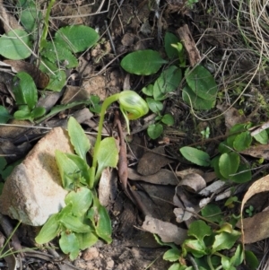 Pterostylis nutans at Cotter River, ACT - 2 Oct 2017