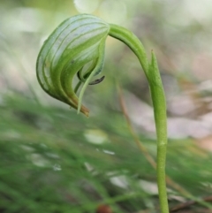 Pterostylis nutans (Nodding Greenhood) at Cotter River, ACT - 20 Oct 2017 by KenT