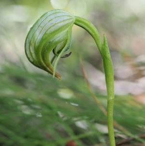 Pterostylis nutans at Cotter River, ACT - suppressed