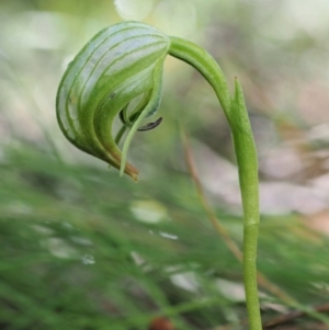 Pterostylis nutans at Cotter River, ACT - 21 Oct 2017