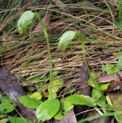 Pterostylis nutans at Cotter River, ACT - 21 Oct 2017