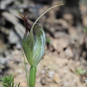 Pterostylis pedunculata at Cotter River, ACT - 2 Oct 2017