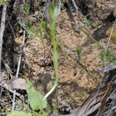 Pterostylis pedunculata at Cotter River, ACT - 2 Oct 2017